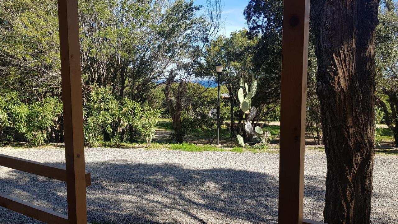 New Coccorrocci *
