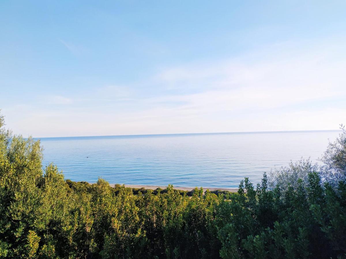 New Coccorrocci *